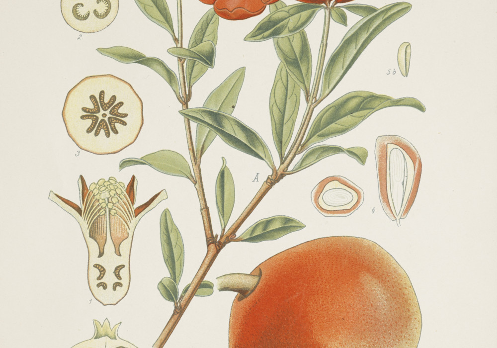 Image of Botanical illustrations from the Leo Grindon collection