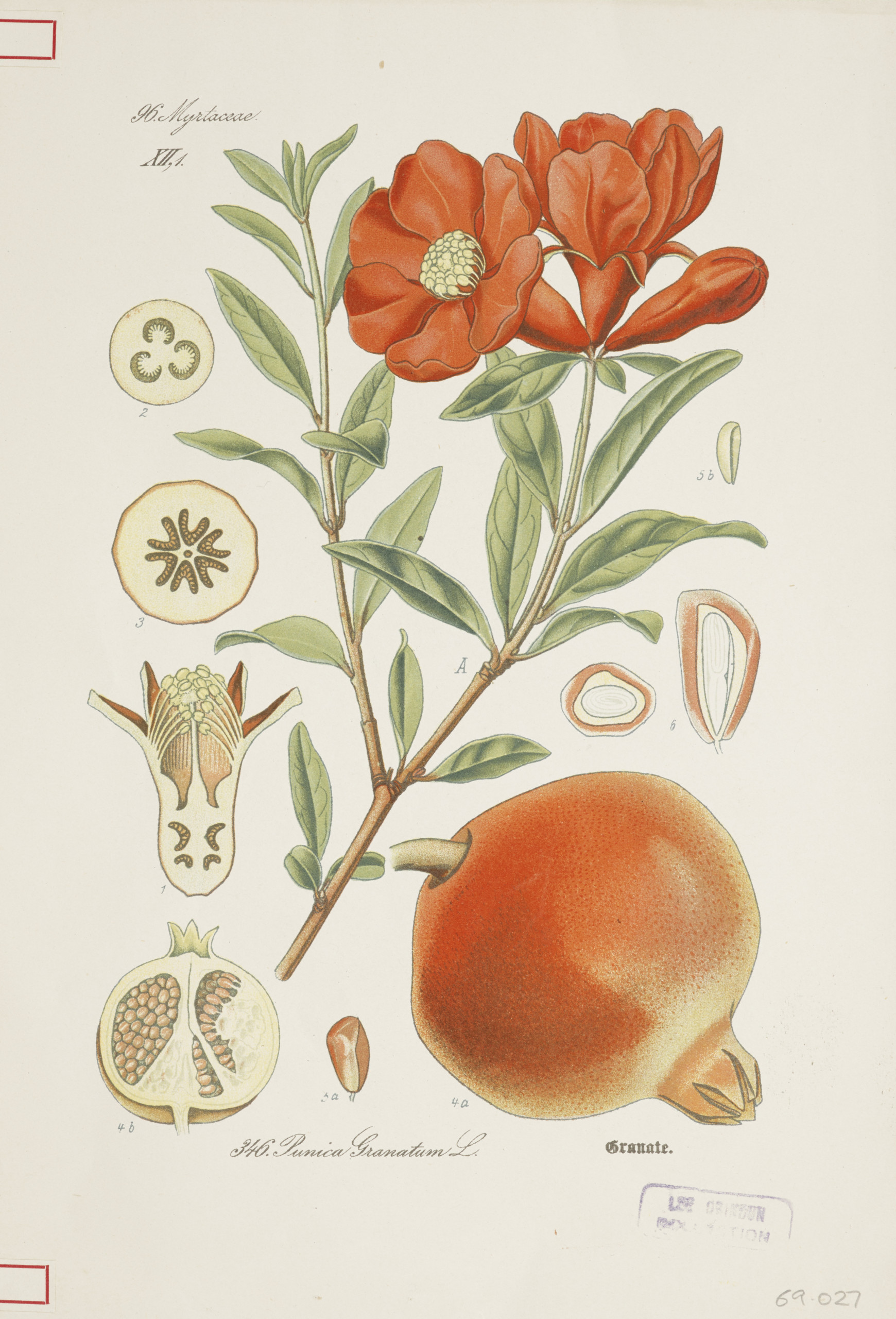 利奧 格林頓藏品中的植物繪圖 Gallery Image