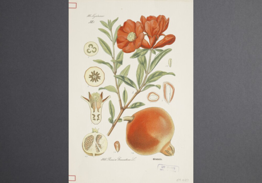 Image of Botanical illustrations from the Leo Grindon collection