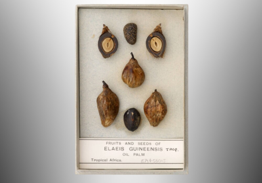 Image of Oil palm seeds