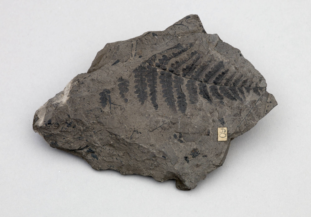 Image of Fossil fern