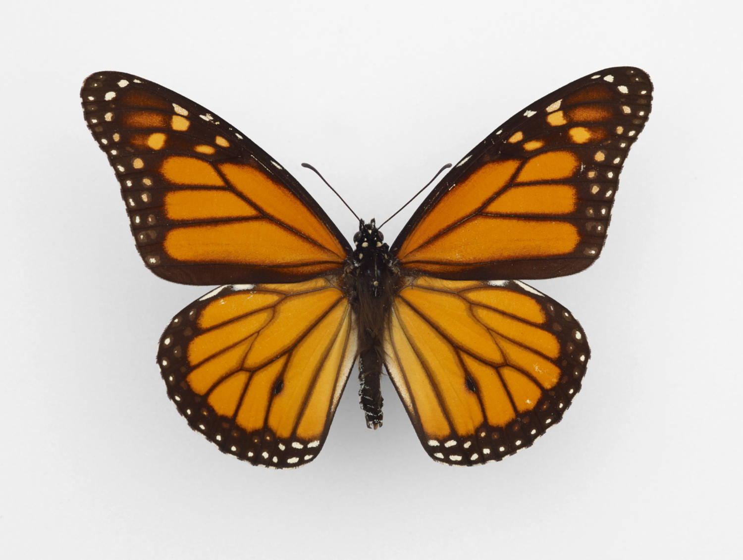 Monarch Vlinder ( Danaus plexippus) Gallery Image
