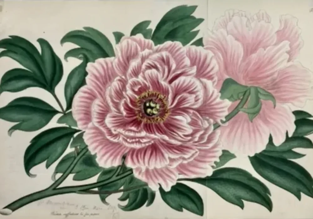 Image of Peony