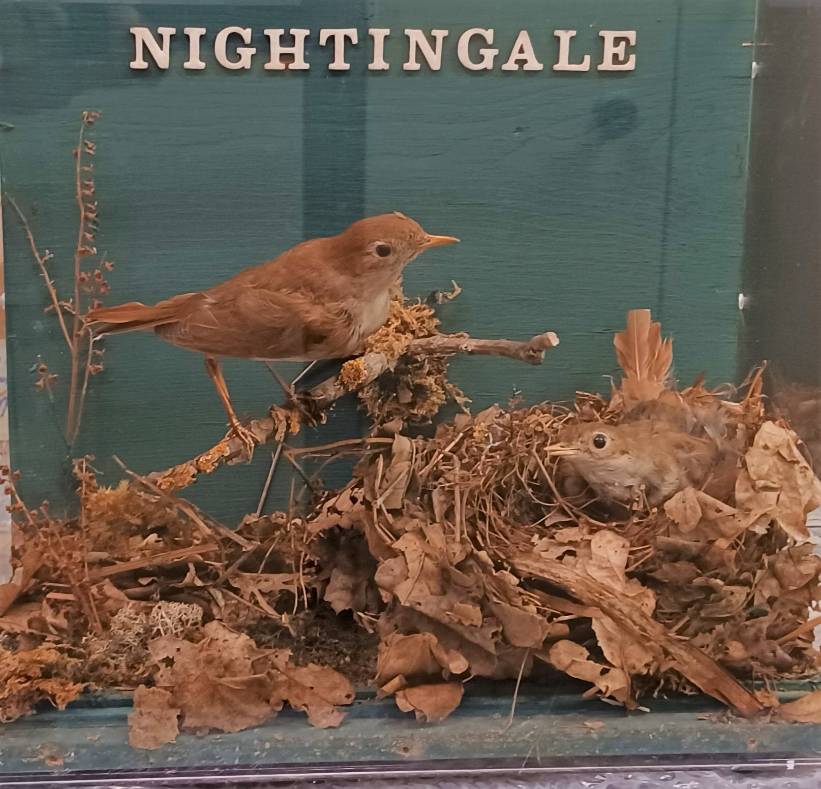 Nightingale Gallery Image