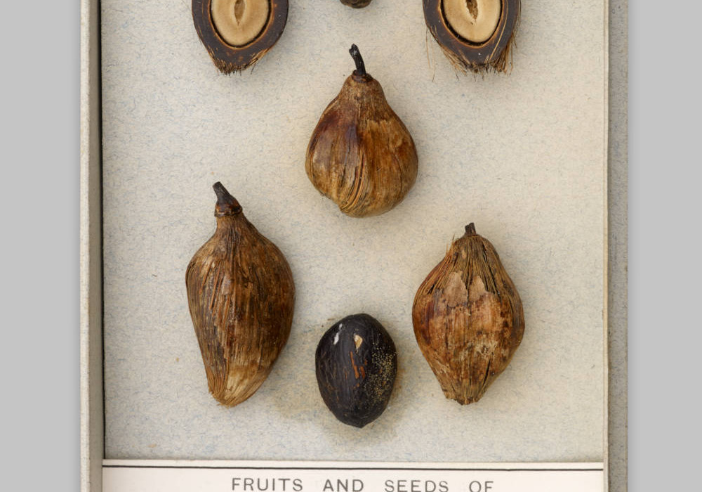 Image of Oil palm seeds