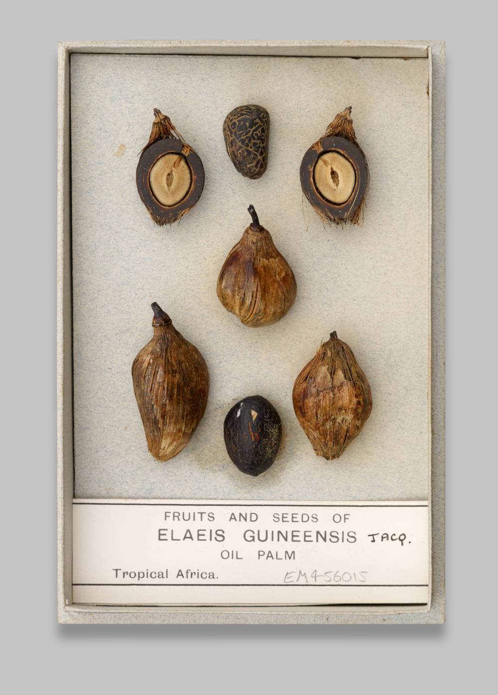 Oil palm seeds Gallery Image
