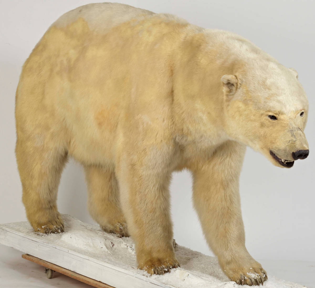 Polar bear Gallery Image