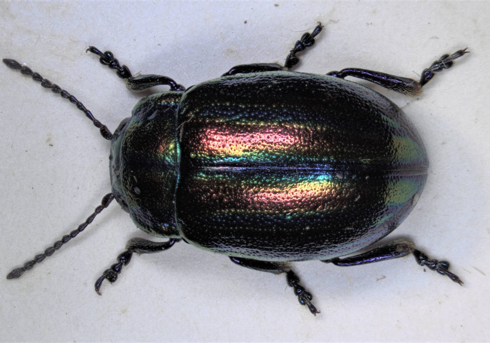 Image of Snowdon leaf beetle