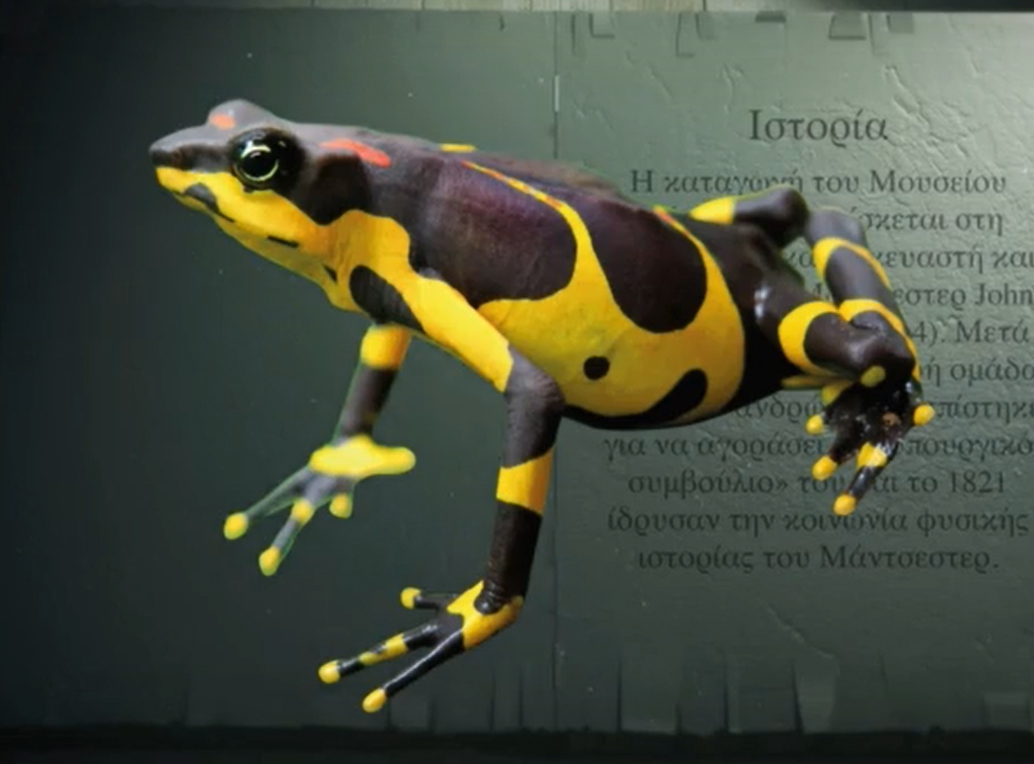 Harlequin frog, Arabic translation Gallery Image