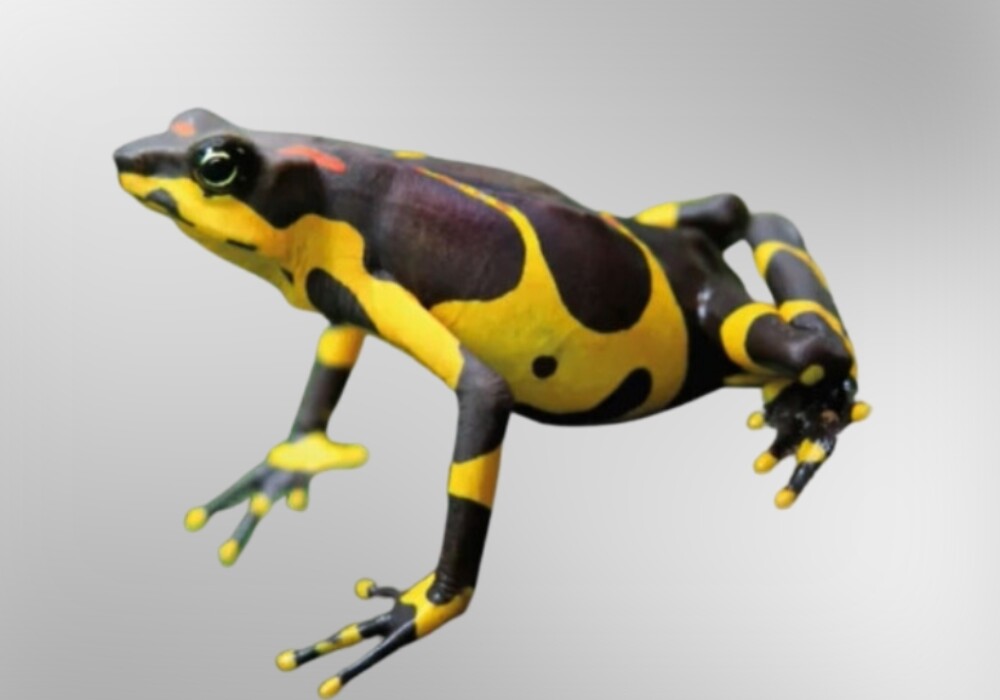 Image of Harlequin frog