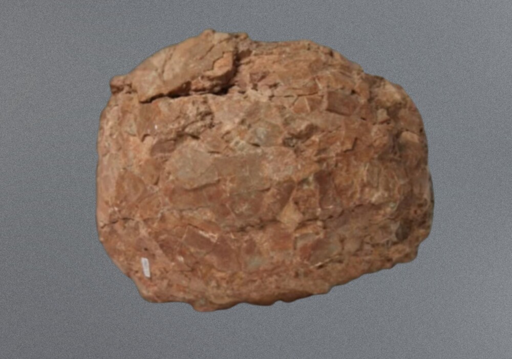 Image of Dinosaur egg