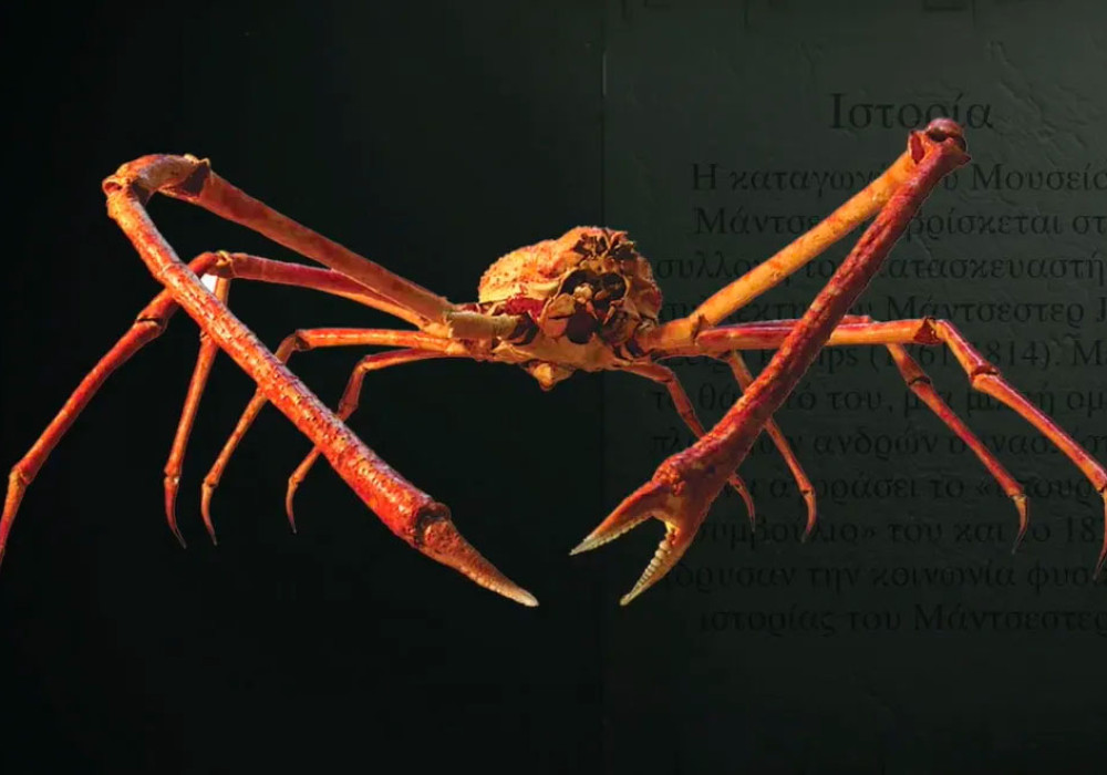 Image of Japanese spider crab