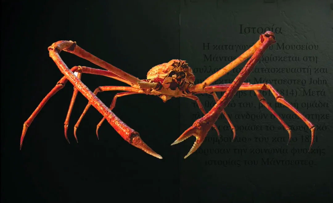 Japanese spider crab Gallery Image