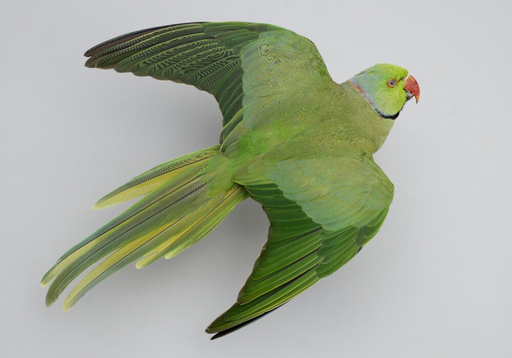 Image of Parakeet