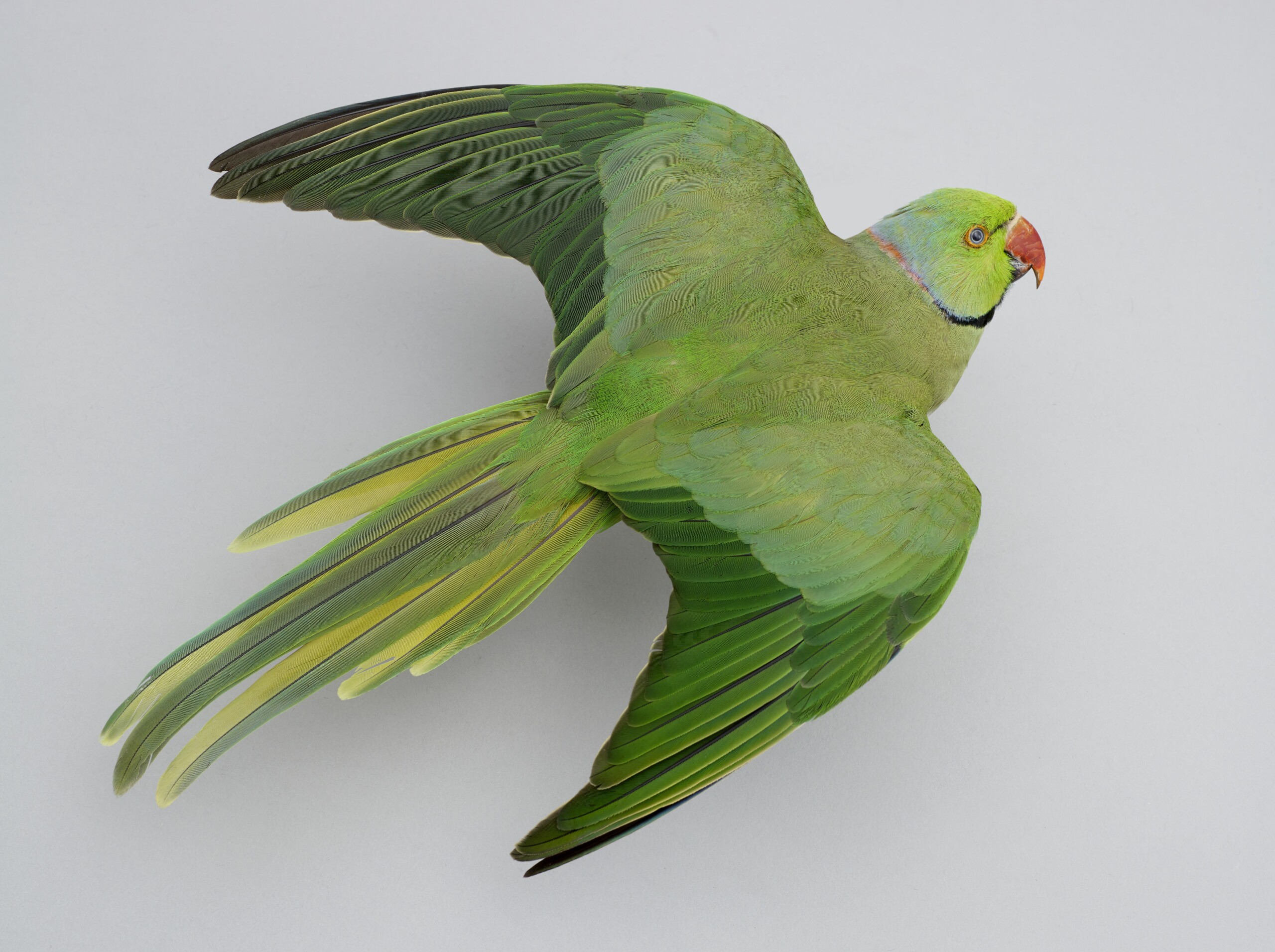 Parakeet Gallery Image